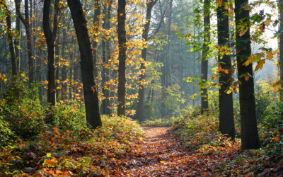 Het natuurlijk ritme van de herfst: Tijd voor vertraging en reflectie